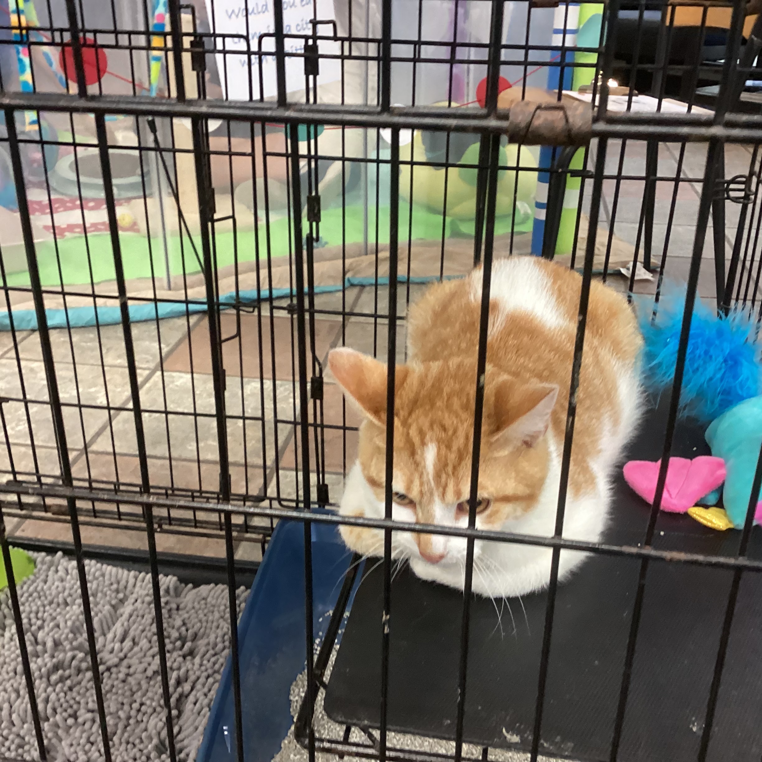 Orange and white cat doing the airplane ears